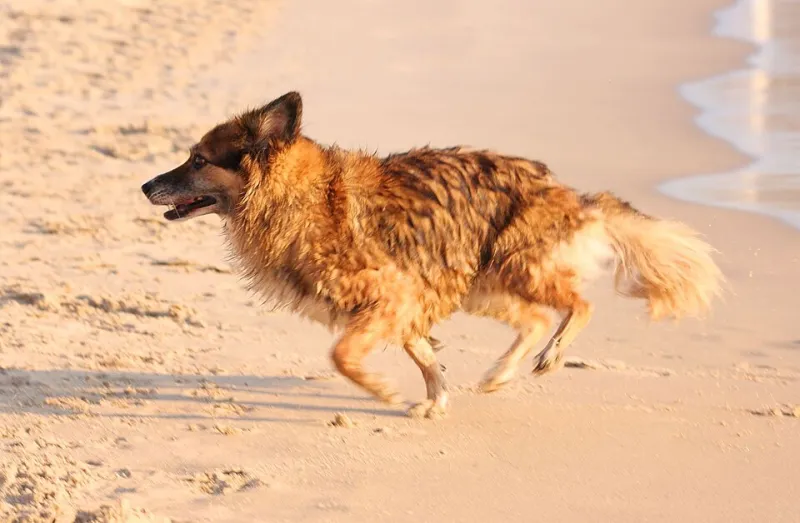 Before Your Dog Dips a Paw: A Dana Point Beach Safety Checklist