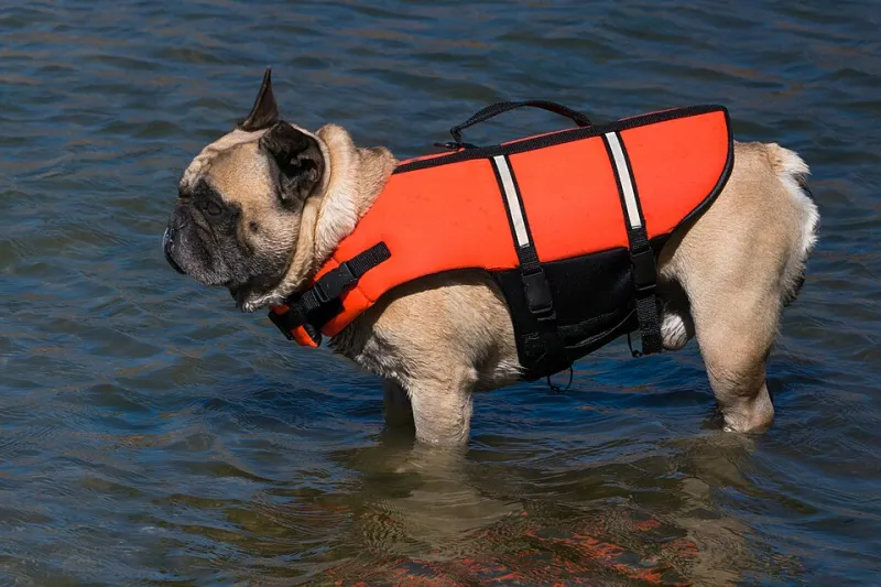 All Aboard, Mate: Getting Your Dog Comfortable on Dana Point Harbor Waters