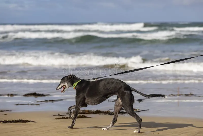 The Golden Years, Harbor Edition: Helping Your Aging Dog Thrive in Dana Point