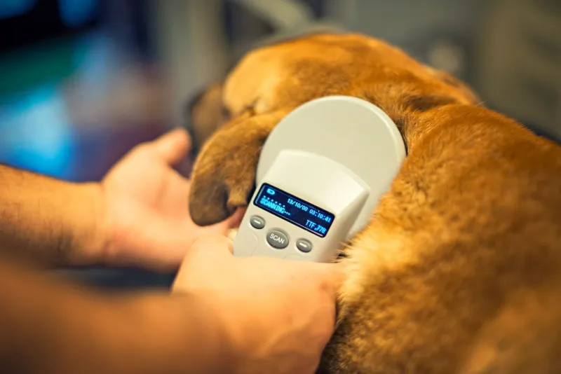 The Microchip Life Raft: Why the First Week of July Is Lost Pet Season in Dana Point