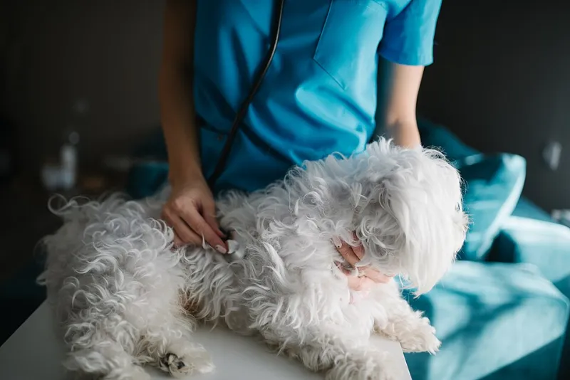 Skipping the Car Ride: The Case for Mobile Vet Visits in Dana Point