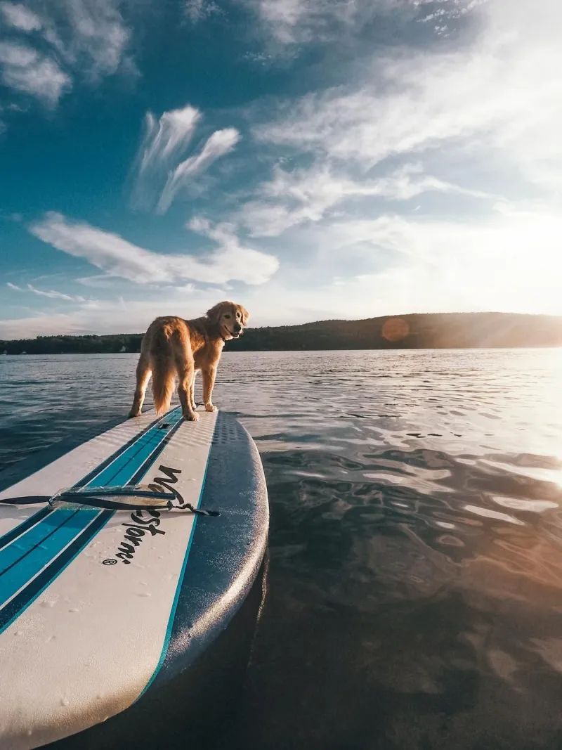 Harbor Fit: 7 Ways to Turn Dana Point Into Your Pet's Gym