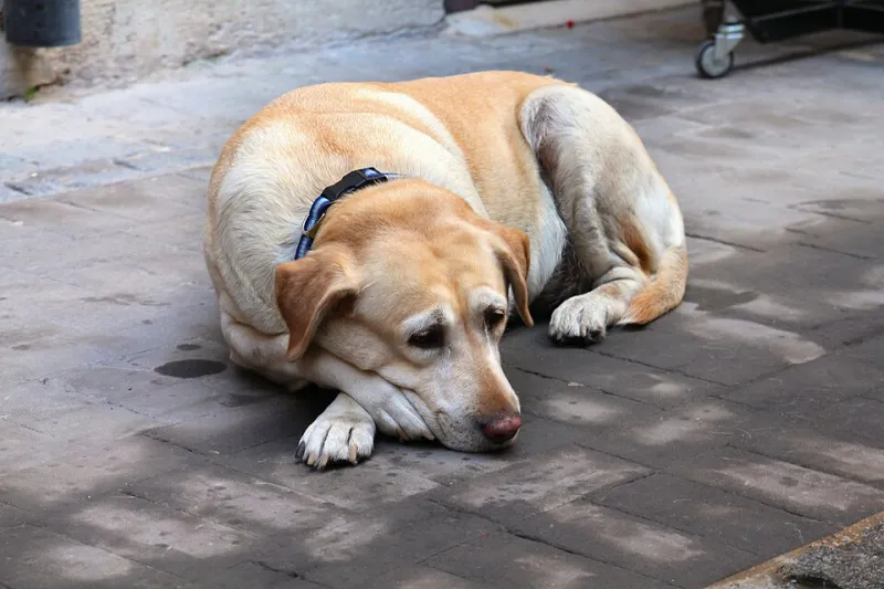 Saying Goodbye by the Sea: A Gentle Guide to Pet Hospice and End-of-Life Care