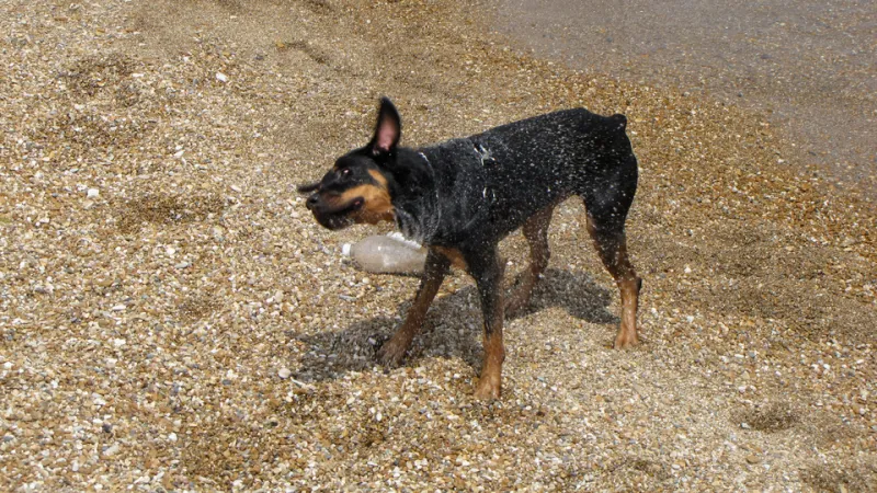 Itchy in the Marina: Why Salt Air Wrecks (and Sometimes Helps) Your Pet's Skin