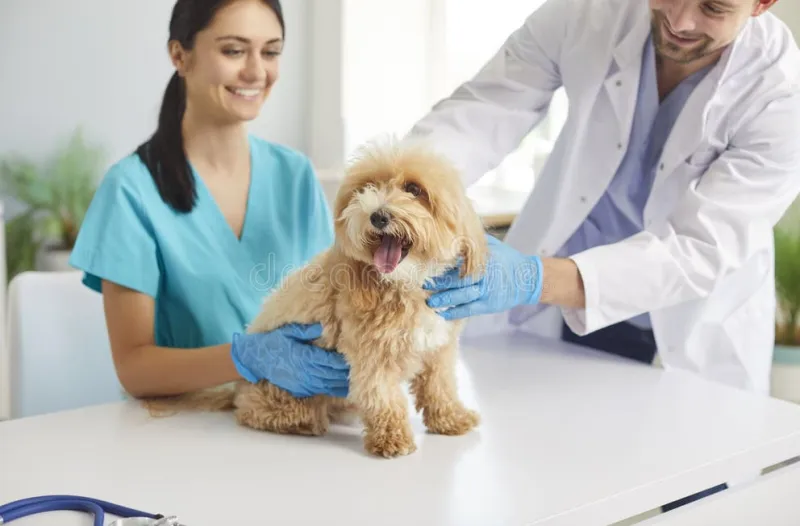 Nose to Tail: What Your Vet Is Really Checking During That Annual Exam